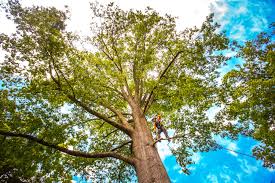 Oak Forest, IL Tree Care Company